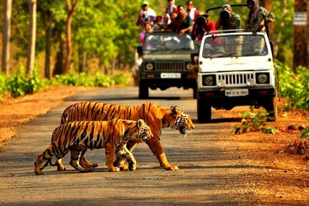 tiger trail